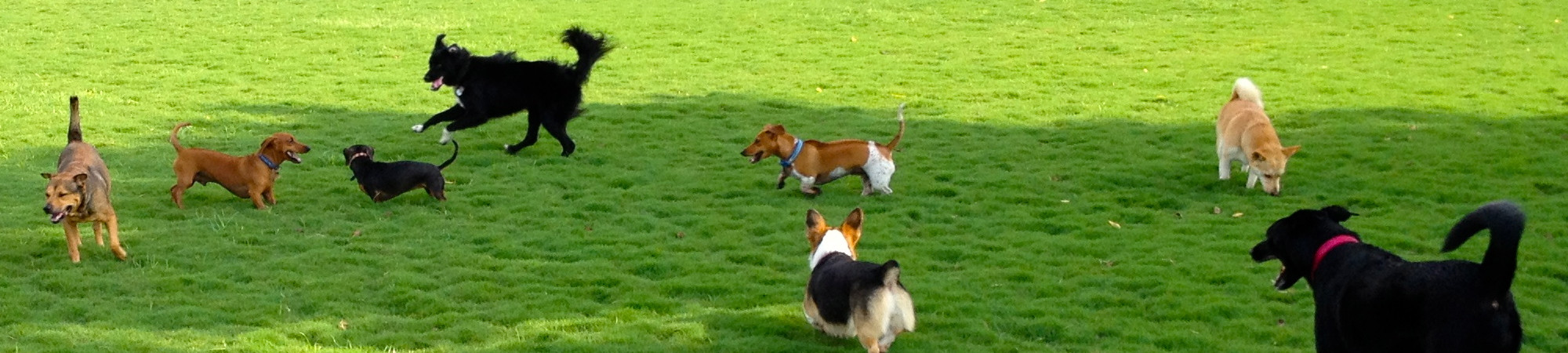 Правила выгула собак в Свердловской области в 2023 году Правила выгула собак в Свердловской области в 2023 году